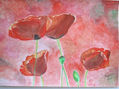 amapolas
