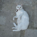 fotos de mis animales preferidos thumbnail 2