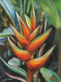 Heliconia