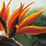 Flores thumbnail 1