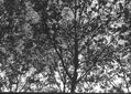arboles
