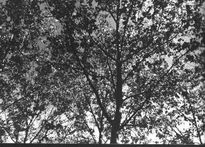 Arboles