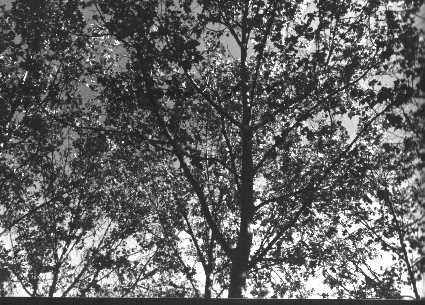 Arboles