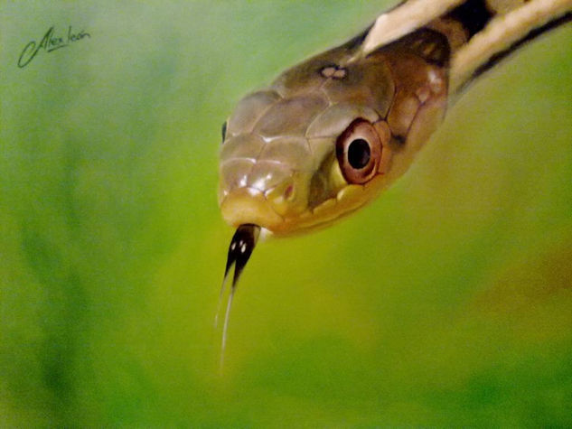 Serpiente Óleo Tabla Animales