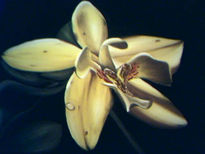 Orquidea Exotica