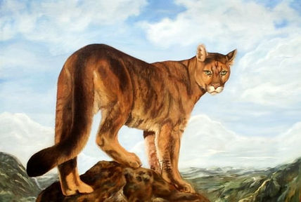 Puma