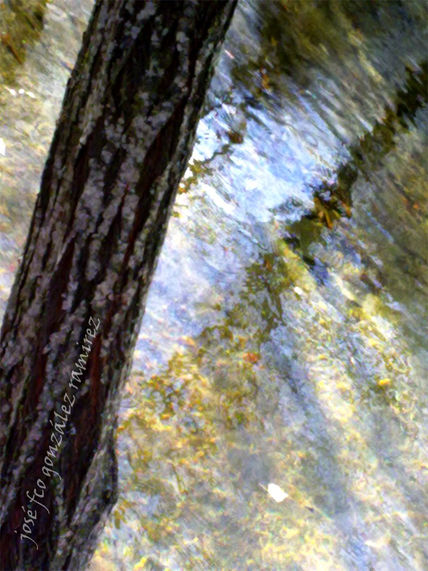 Ramas y Agua 1 serie