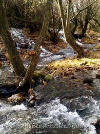 Ramas y Agua 6 serie