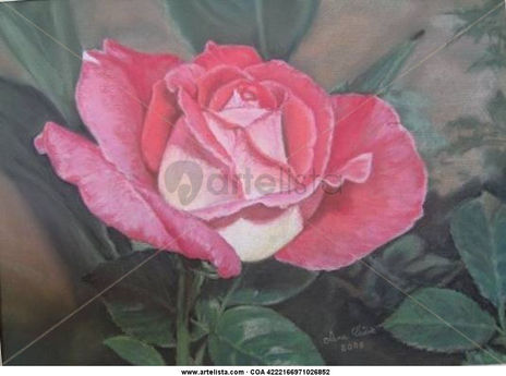 Rosa de mi jardin