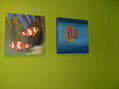 peces payaso