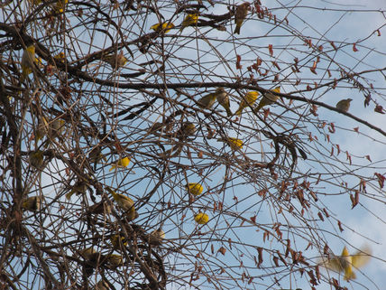 Arbol de libertad