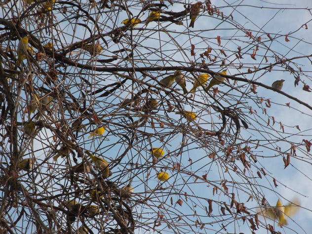 arbol de libertad