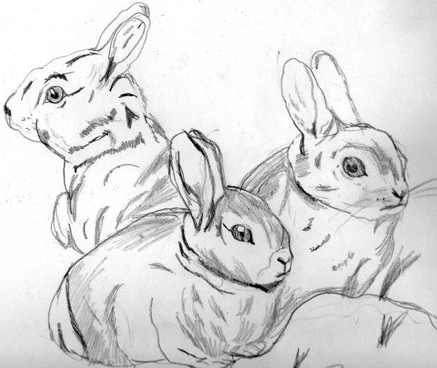 conejos