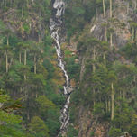 Bosque thumbnail 2