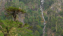 Cumbre de Araucarias