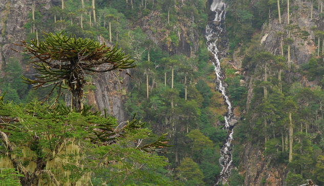 Cumbre de Araucarias 