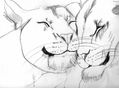 los leones tambien pueden ser tiernos
