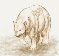 Boceto oso.