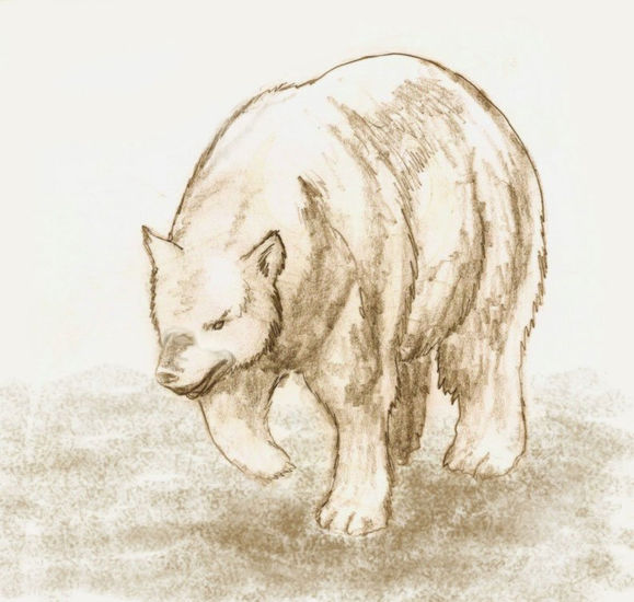 boceto oso. Técnica Mixta