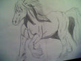 percheron2