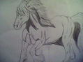 percheron