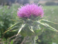 Flor del quesillo