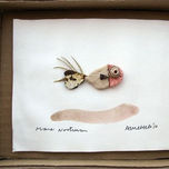 MARE NOSTRUM thumbnail 1