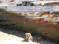 perro bajo el barco