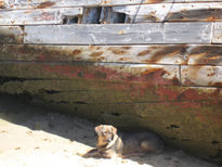 Perro bajo el barco