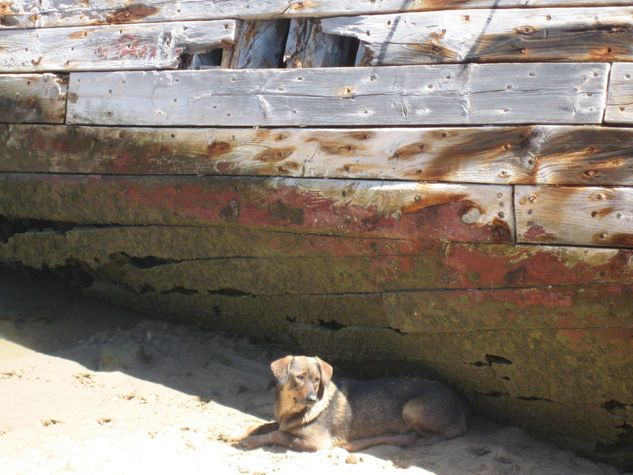 perro bajo el barco 