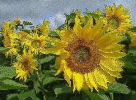 Los girasoles.  ( Sunflowers). 