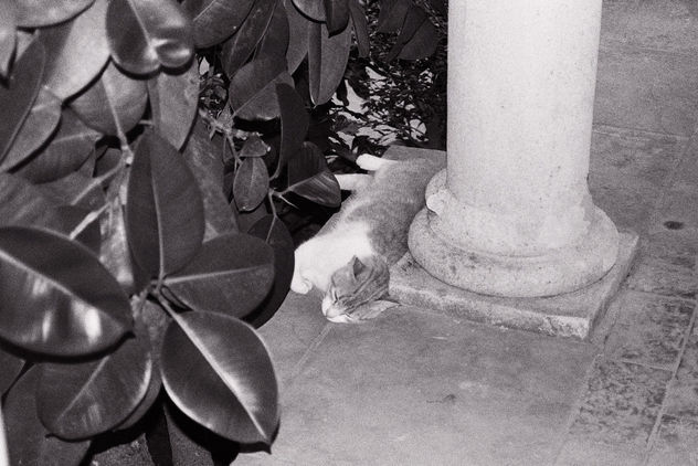 GATO TUMBADO