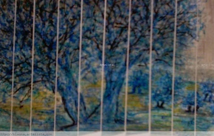 Olivos 15