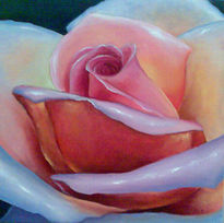 Rosa rosa..