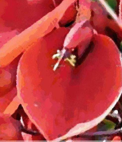 FLOR  DE  CEIBO