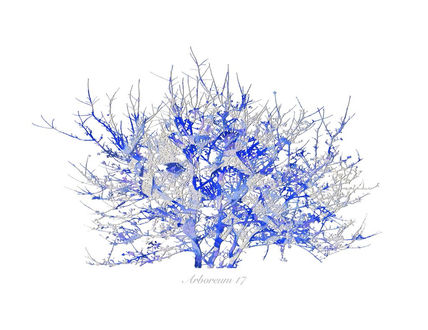 Arboreum 17