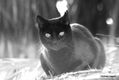 EL GATO DE LA SUERTE