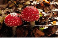 Amanita Muscaria