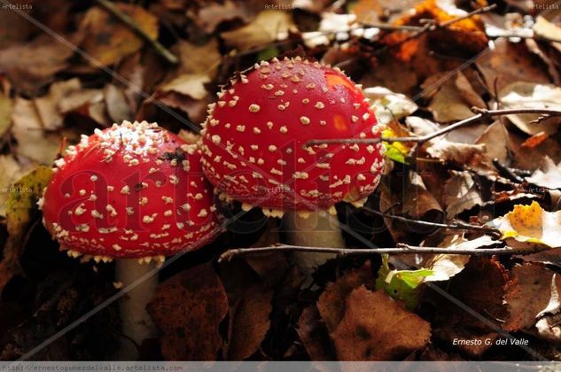 Amanita Muscaria Architecture and Interiorism Black and White (Digital)