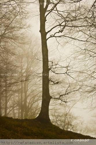 Niebla en el bosque Naturaleza Blanco y Negro (Digital)