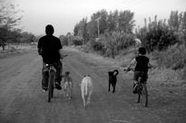 Cazar con perros