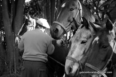 Caballos Fotoperiodismo y documental Blanco y Negro (Digital)