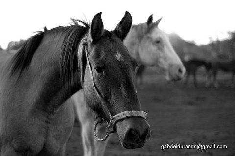 Caballos Fotoperiodismo y documental Blanco y Negro (Digital)