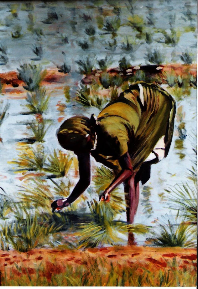 CAMPOS DE ARROZ