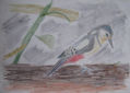 Pajaro carpintero