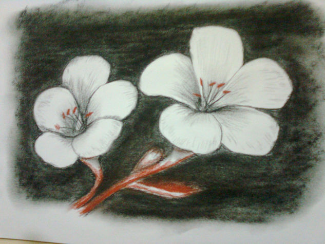 Flores Charcoal