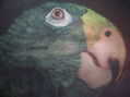 belleza tropical 1