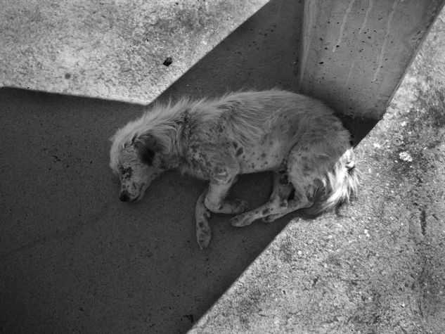 perrito de la matanza Fotoperiodismo y documental Blanco y Negro (Digital)