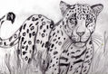 leopardo cansado