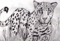 Leopardo cansado